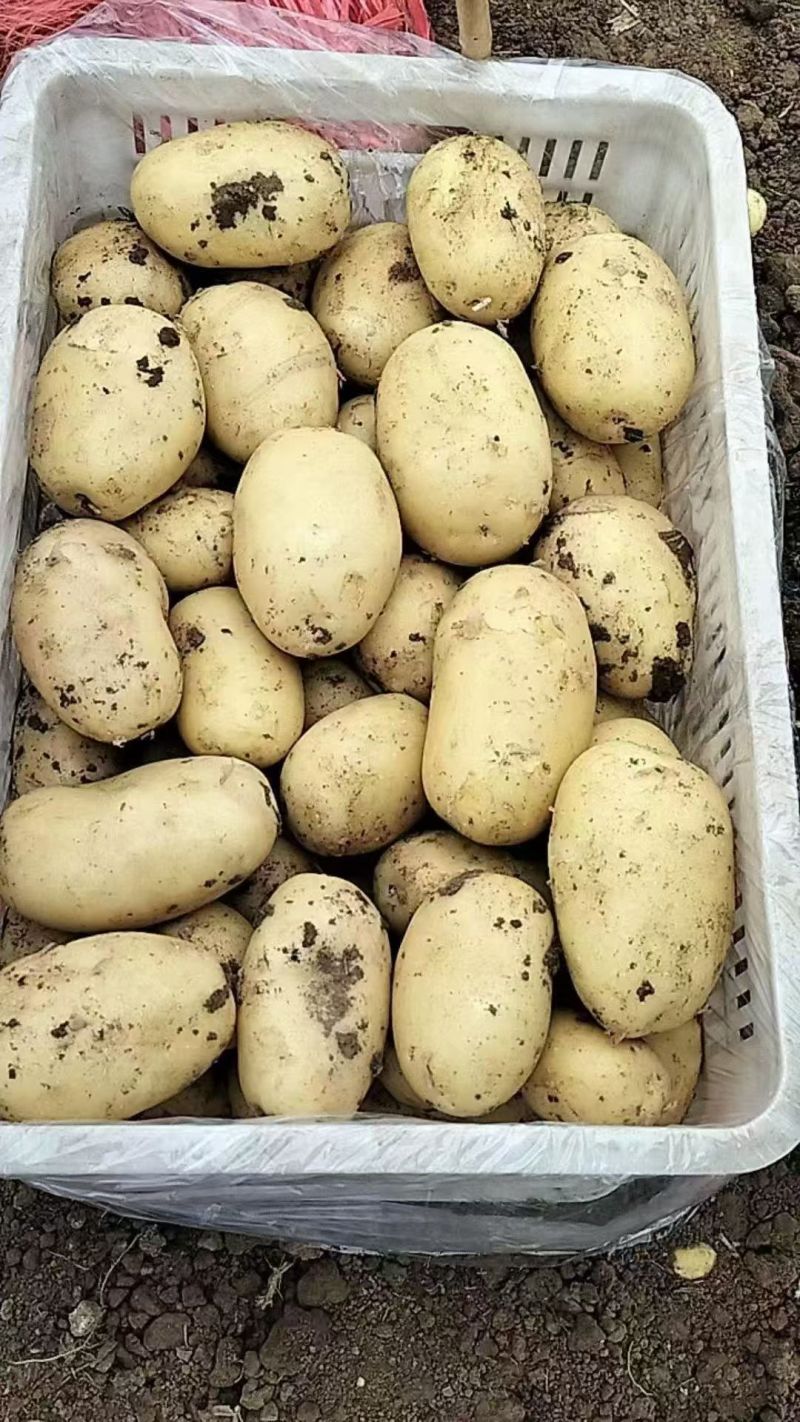 沃土土豆无糠心擦伤机械伤少新货硬度好水分足耐储存干净土少