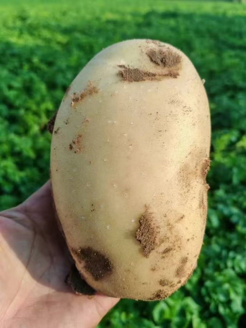 沃土土豆无糠心擦伤机械伤少新货硬度好水分足耐储存干净土少