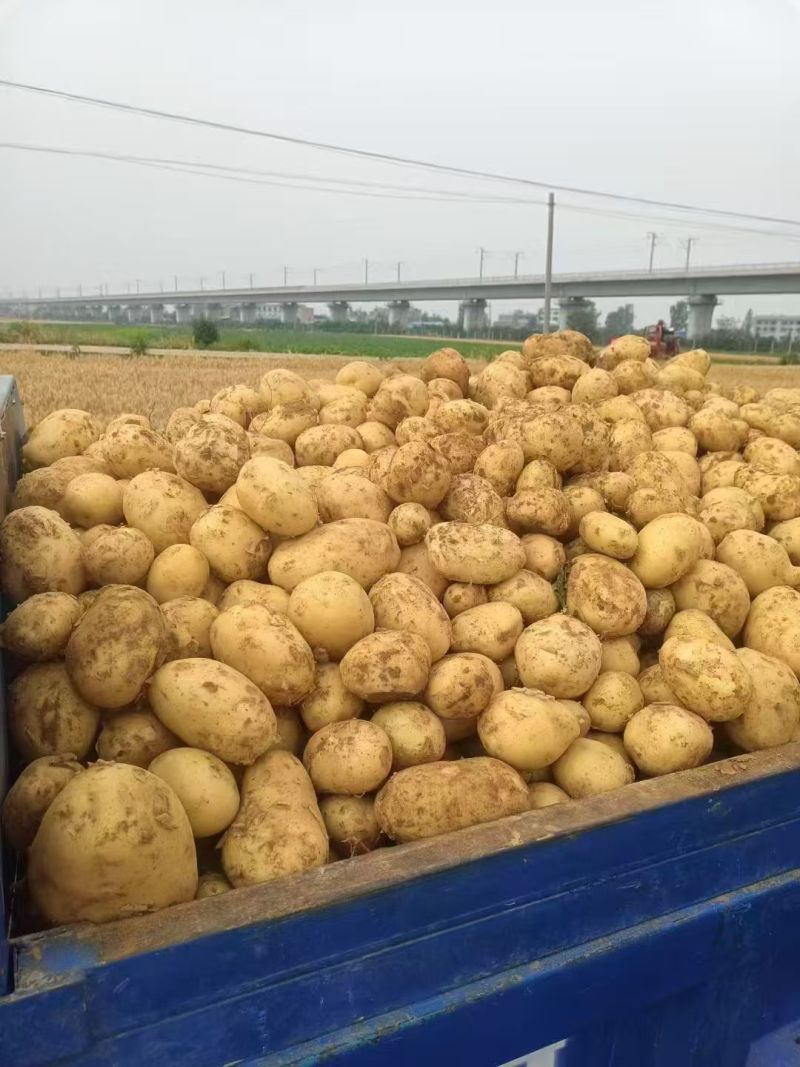 沃土土豆无糠心擦伤机械伤少新货硬度好水分足耐储存干净土少