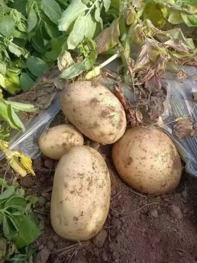 沃土土豆无糠心擦伤机械伤少新货硬度好水分足耐储存干净土少