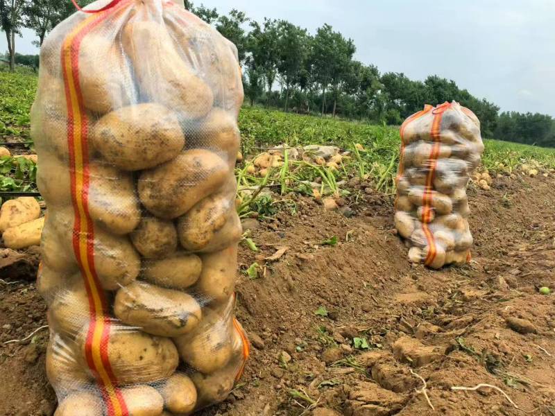 沃土土豆无糠心擦伤机械伤少新货硬度好水分足耐储存干净土少
