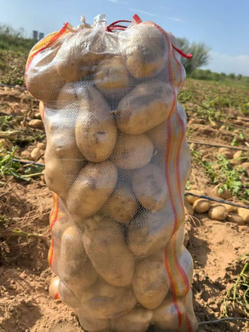 【署形好】沃土土豆无青头白皮干净卖相好净菜毛菜都可大小随心