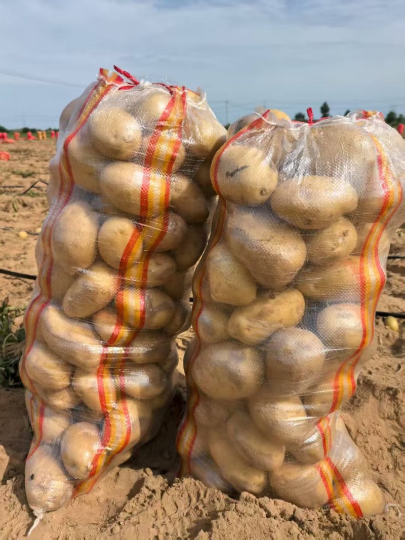 【署形好】沃土土豆无青头白皮干净卖相好净菜毛菜都可大小随心