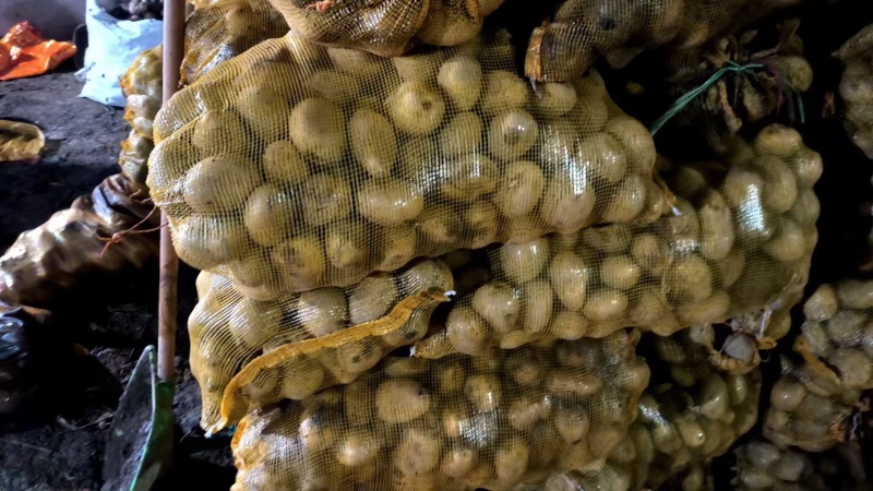 【署形好】沃土土豆无青头白皮干净卖相好净菜毛菜都可大小随心