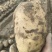 【署形好】沃土土豆无青头白皮干净卖相好净菜毛菜都可大小随心
