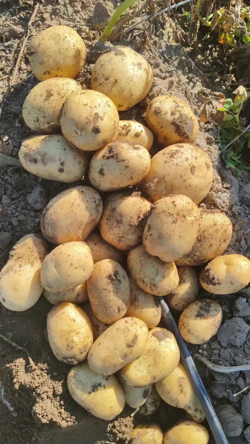 【署形好】沃土土豆无青头白皮干净卖相好净菜毛菜都可大小随心