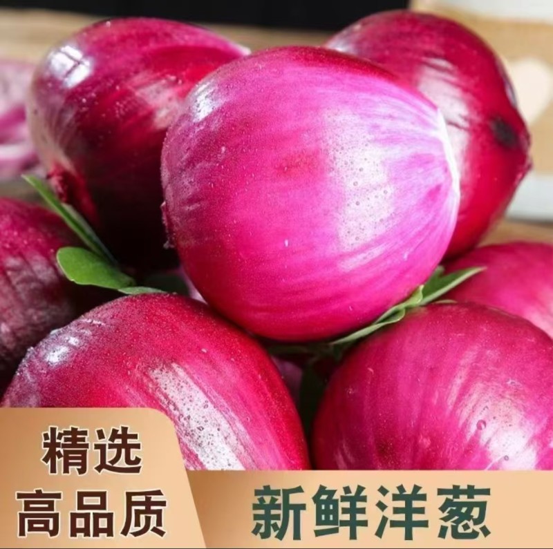 紫皮洋葱红皮洋葱全国接单常年有货随时看货纸箱网袋泡沫箱