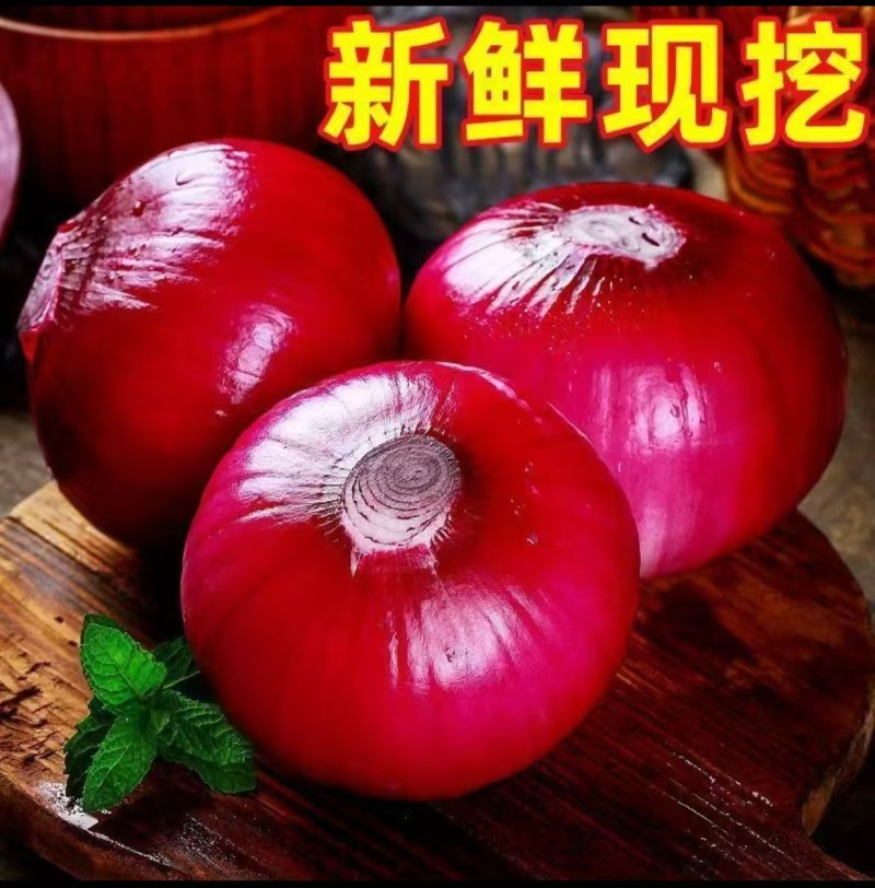 紫皮洋葱红皮洋葱全国接单常年有货随时看货纸箱网袋泡沫箱