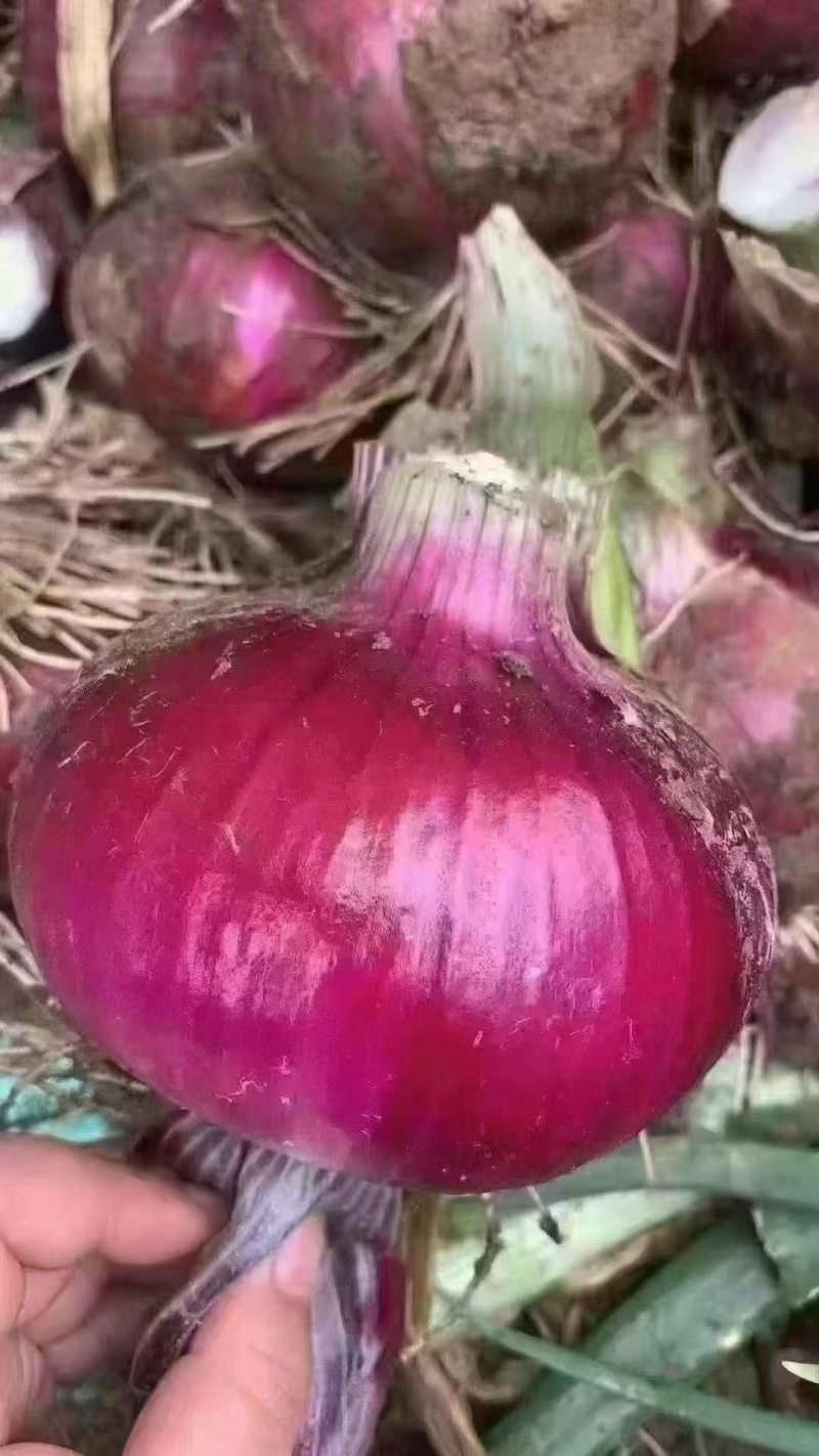 紫皮洋葱红皮洋葱全国接单常年有货随时看货纸箱网袋泡沫箱