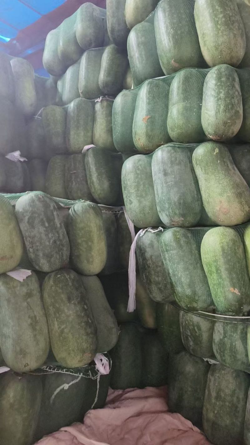 水果冬瓜现货面积大有场地工人备货快随来随走一条龙服务按需分拣
