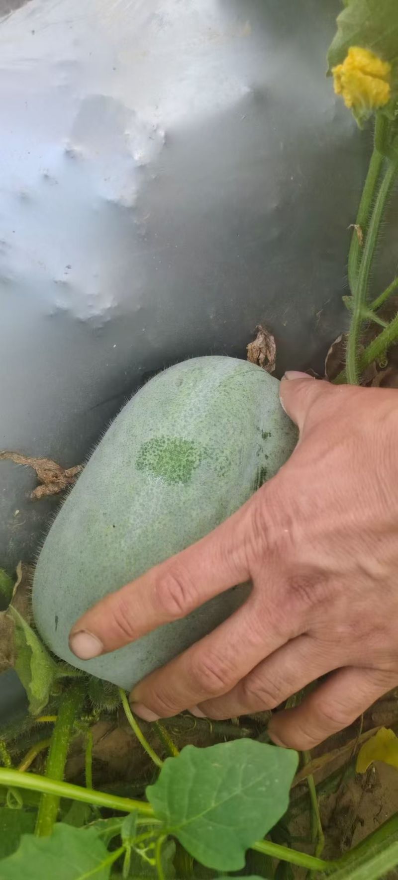 水果冬瓜现货面积大有场地工人备货快随来随走一条龙服务按需分拣
