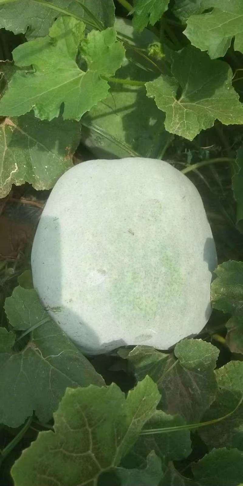 河南一串铃冬瓜瓜形端正可以装网袋编织袋皮厚好运输有场地备货快
