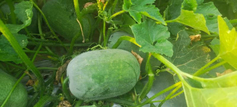 河南一串铃冬瓜瓜形端正可以装网袋编织袋皮厚好运输有场地备货快