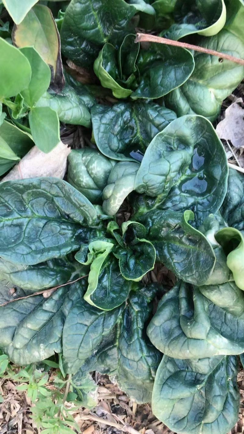 【耐运输】河南趴地菠菜叶厚墨绿耐运输现挖现发全国接单运费低