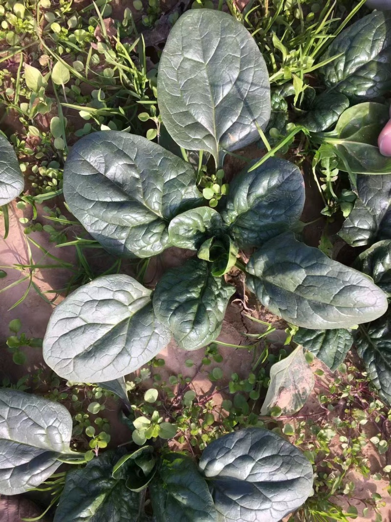【耐运输】河南趴地菠菜叶厚墨绿耐运输现挖现发全国接单运费低