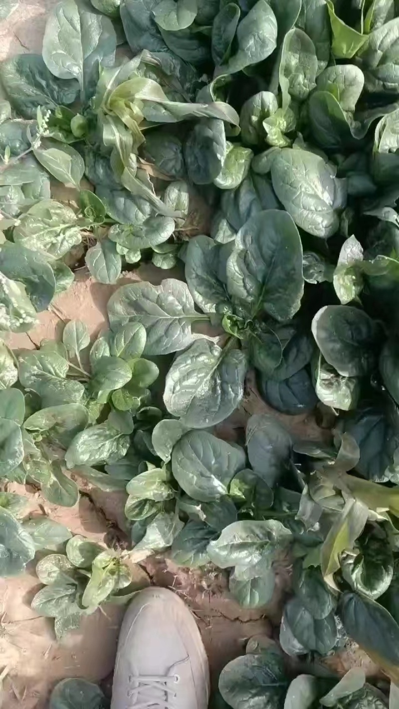 【耐运输】河南趴地菠菜叶厚墨绿耐运输现挖现发全国接单运费低