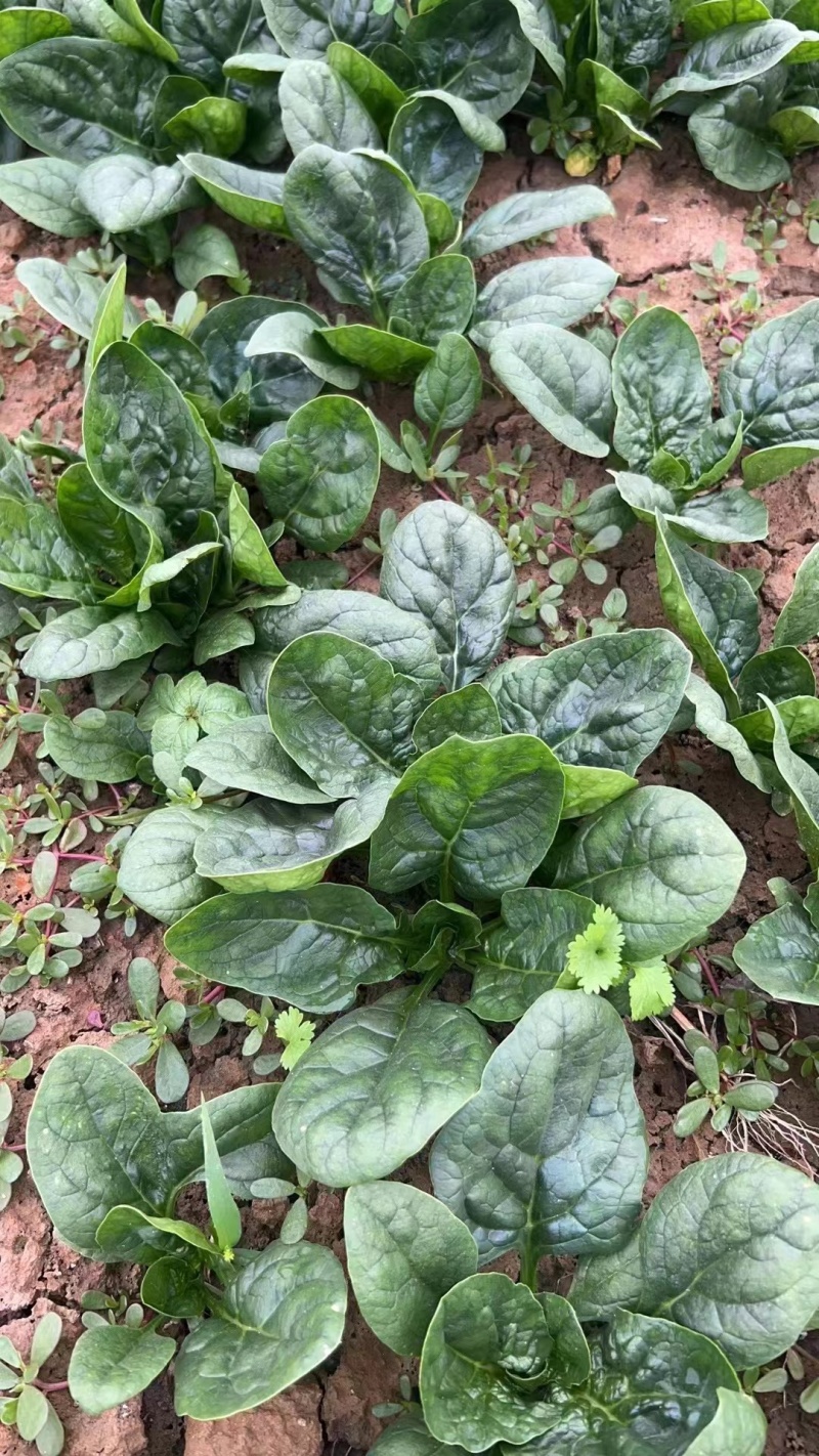 【耐运输】河南趴地菠菜叶厚墨绿耐运输现挖现发全国接单运费低