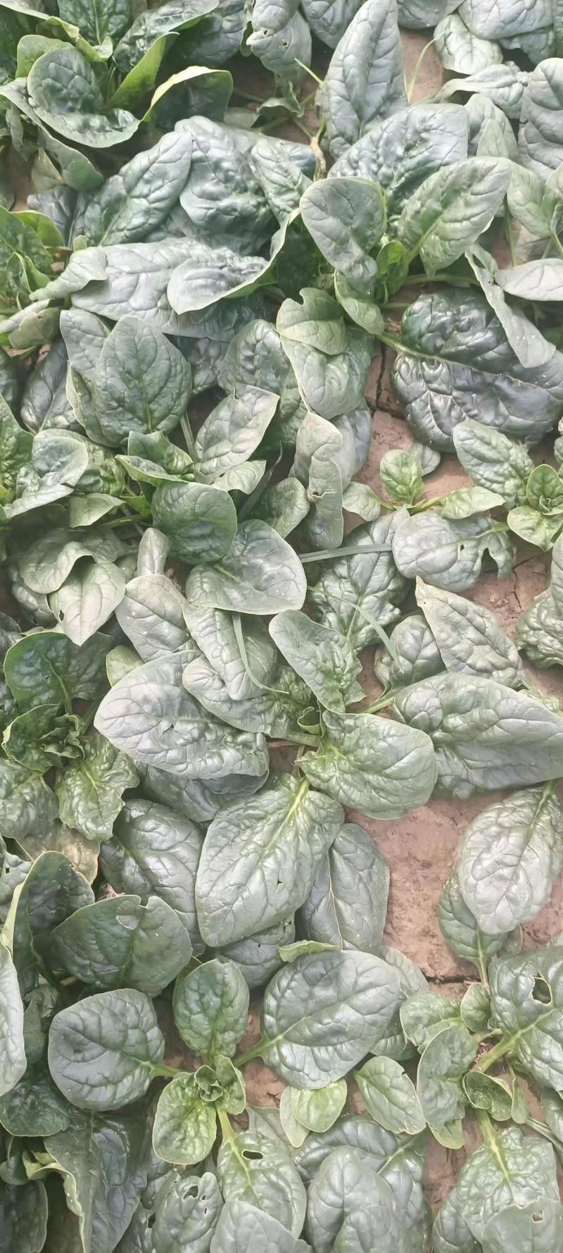 【耐运输】河南趴地菠菜叶厚墨绿耐运输现挖现发全国接单运费低