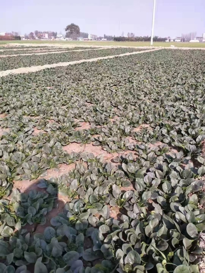 【耐运输】河南趴地菠菜叶厚墨绿耐运输现挖现发全国接单运费低