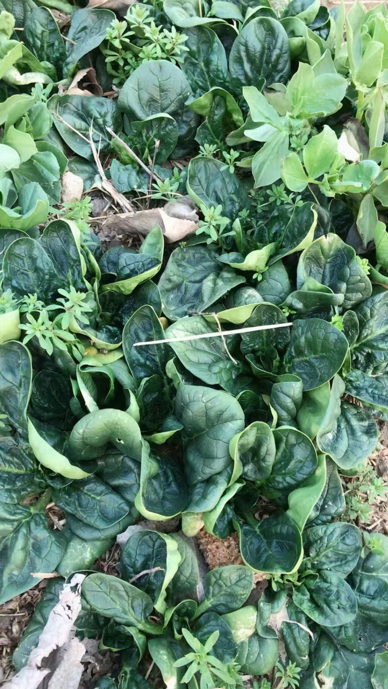 【耐运输】河南趴地菠菜叶厚墨绿耐运输现挖现发全国接单运费低