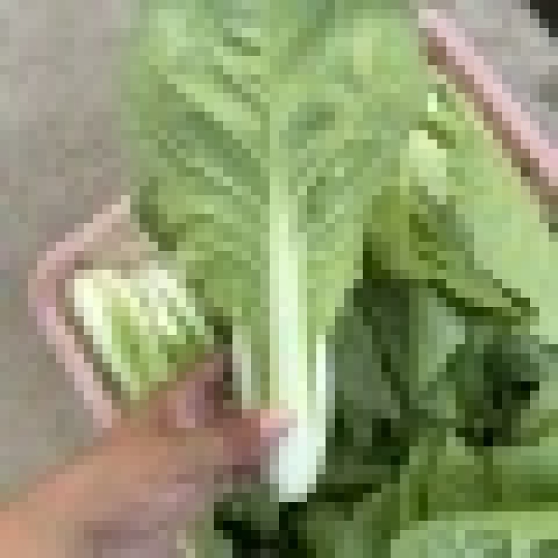 山东小白菜飘白菜杭白菜一手货源基地直发可视频