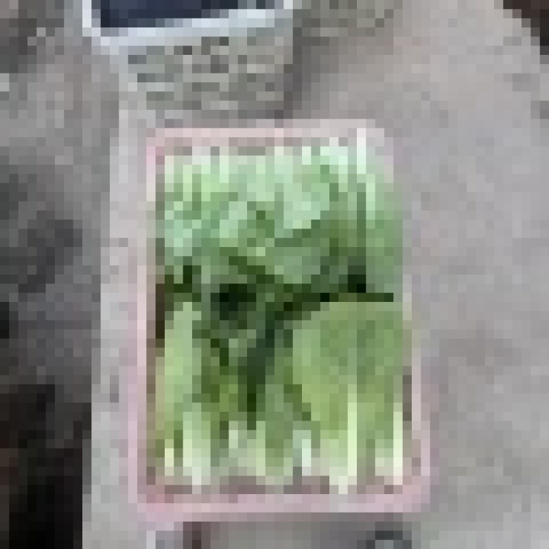 山东小白菜飘白菜杭白菜一手货源基地直发可视频