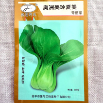 奥洲美玲夏美青梗菜种子抗病耐热耐湿叶色绿油菜亮基地种植