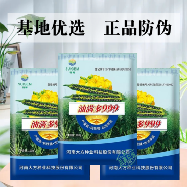 【油满多999】基地高产油菜籽种子矮杆抗性强出油高榨油