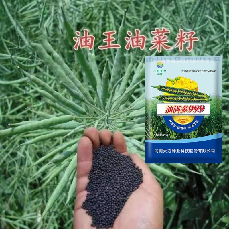 【油满多999】基地高产油菜籽种子矮杆抗性强出油高榨油