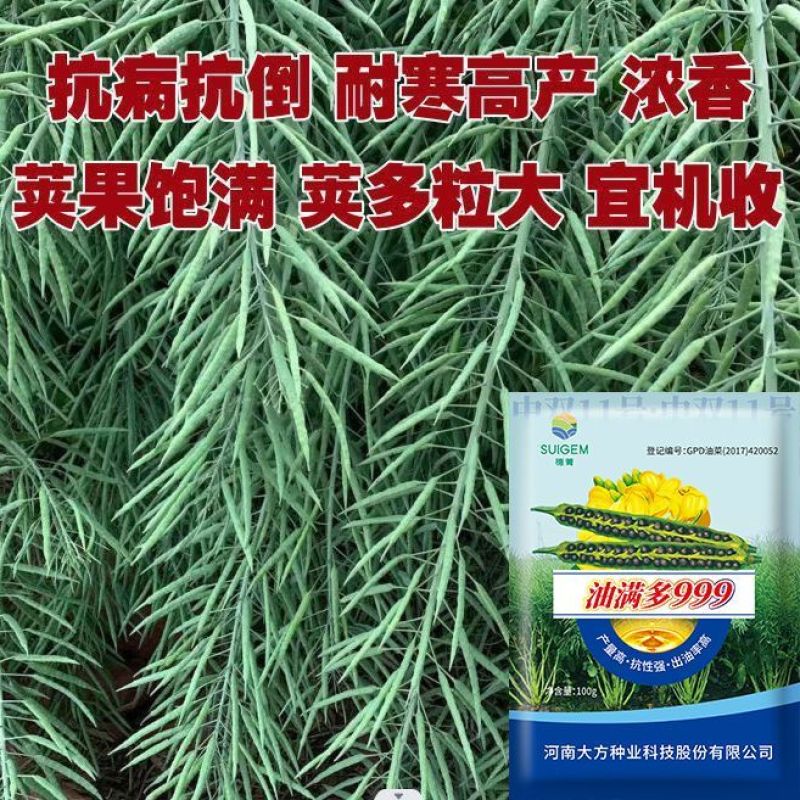 【油满多999】基地高产油菜籽种子矮杆抗性强出油高榨油