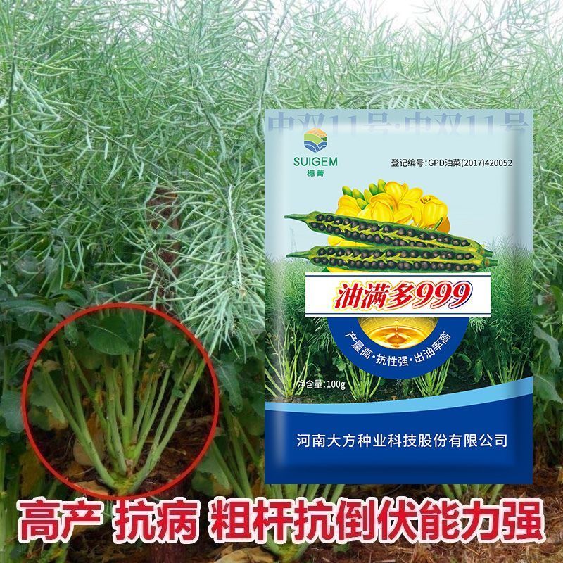 【油满多999】基地高产油菜籽种子矮杆抗性强出油高榨油