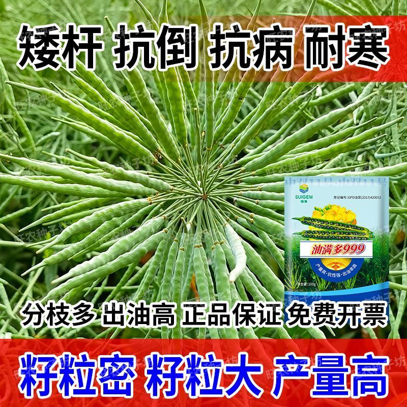 【油满多999】基地高产油菜籽种子矮杆抗性强出油高榨油