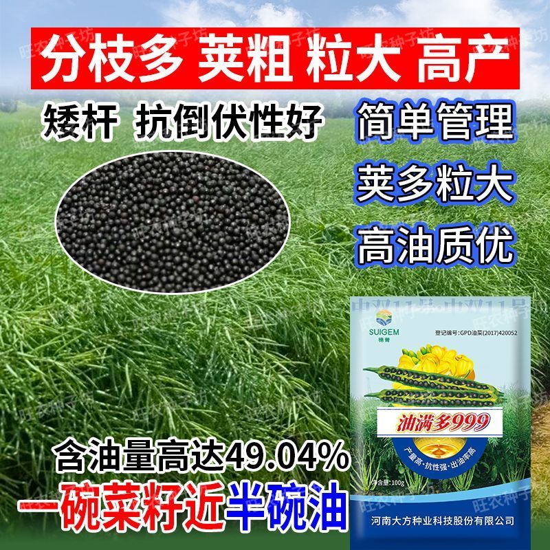 【油满多999】基地高产油菜籽种子矮杆抗性强出油高榨油