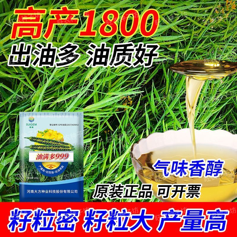 【油满多999】基地高产油菜籽种子矮杆抗性强出油高榨油