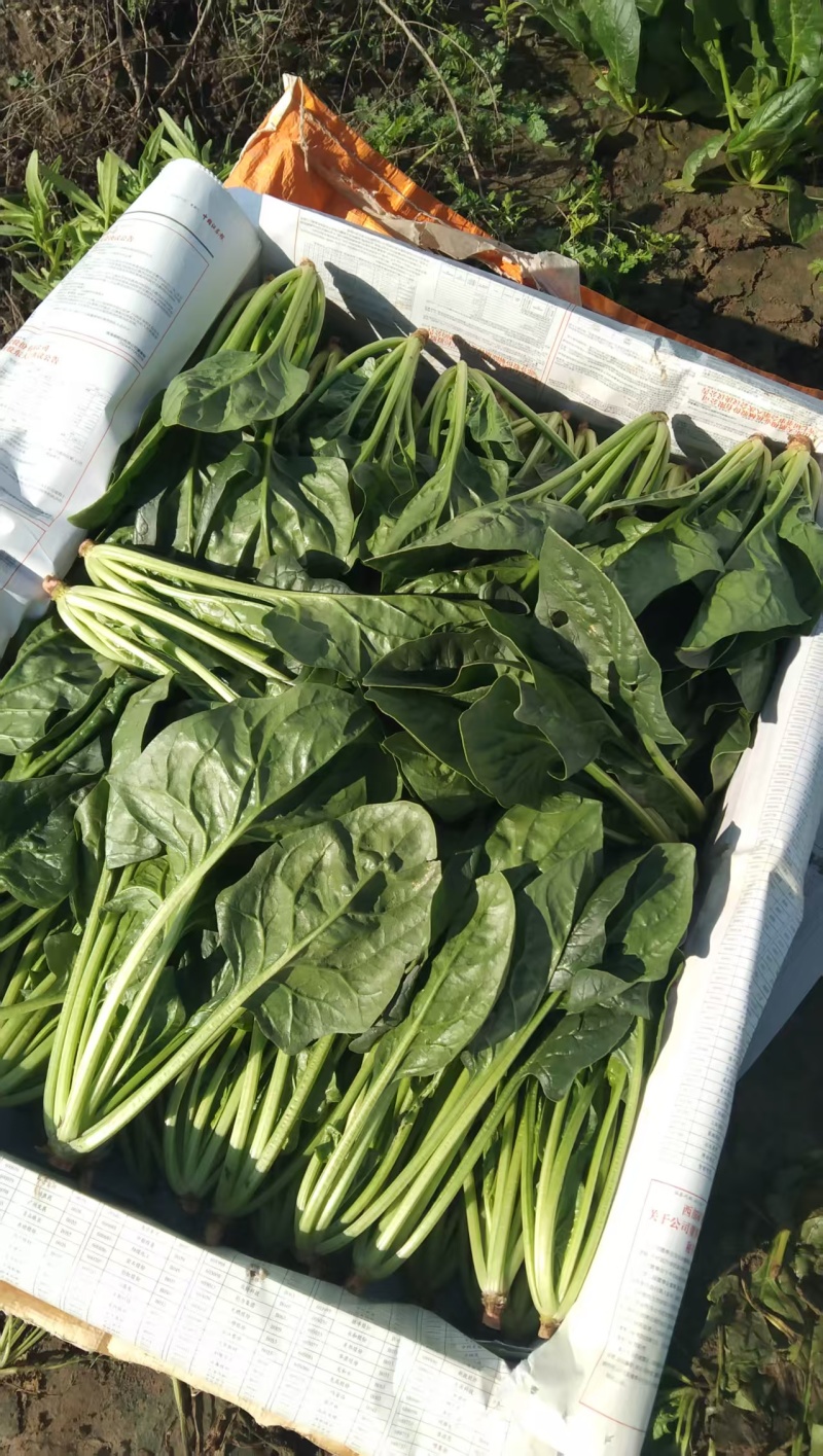 内蒙产地直发精品黑叶菠菜，大量上市中，量大从优新鲜发货