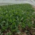 内蒙产地直发精品黑叶菠菜，大量上市中，量大从优新鲜发货