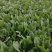 内蒙产地直发精品黑叶菠菜，大量上市中，量大从优新鲜发货