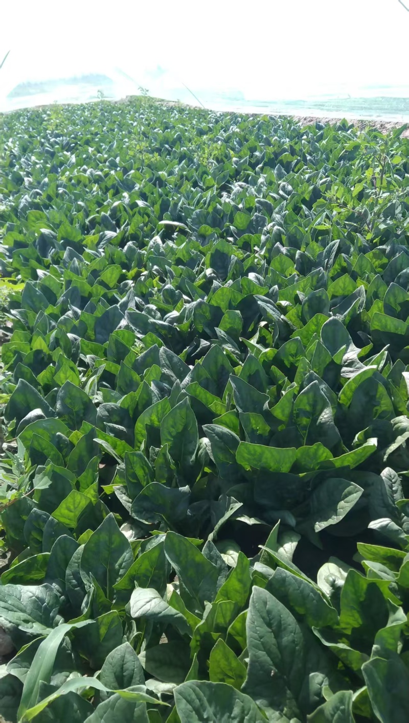 内蒙产地直发精品黑叶菠菜，大量上市中，量大从优新鲜发货