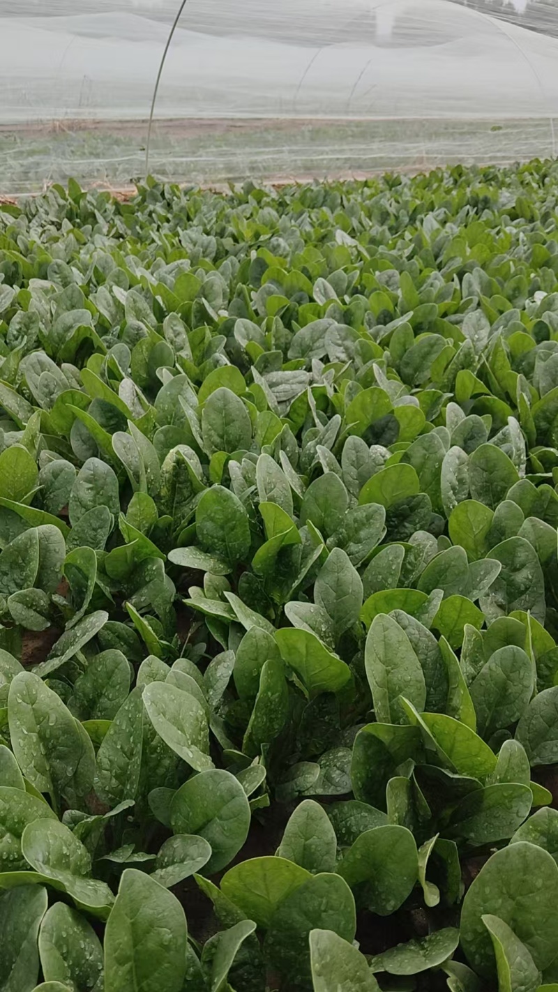 菠菜大量供应，规格齐全，可以视频看货量大从优欢迎咨询
