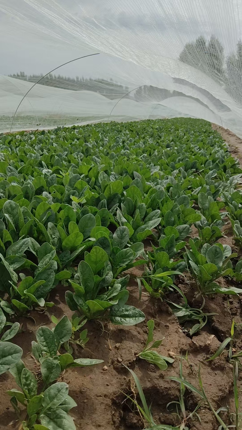 菠菜大量供应，规格齐全，可以视频看货量大从优欢迎咨询