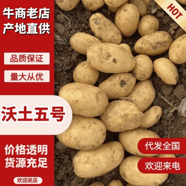 沃土土豆无糠心擦伤机械伤少新货硬度好水分足耐储存干净土少