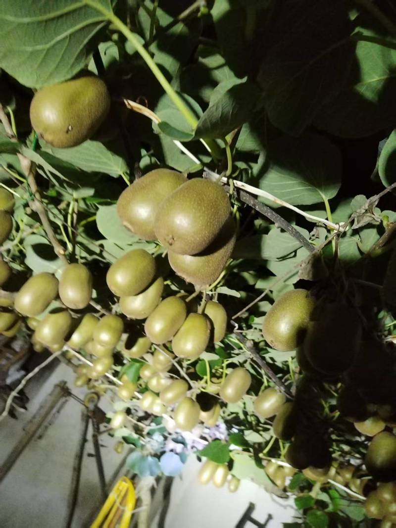 山东绿心猕猴桃新鲜上市整车走货量大从优价格美丽质量好热卖
