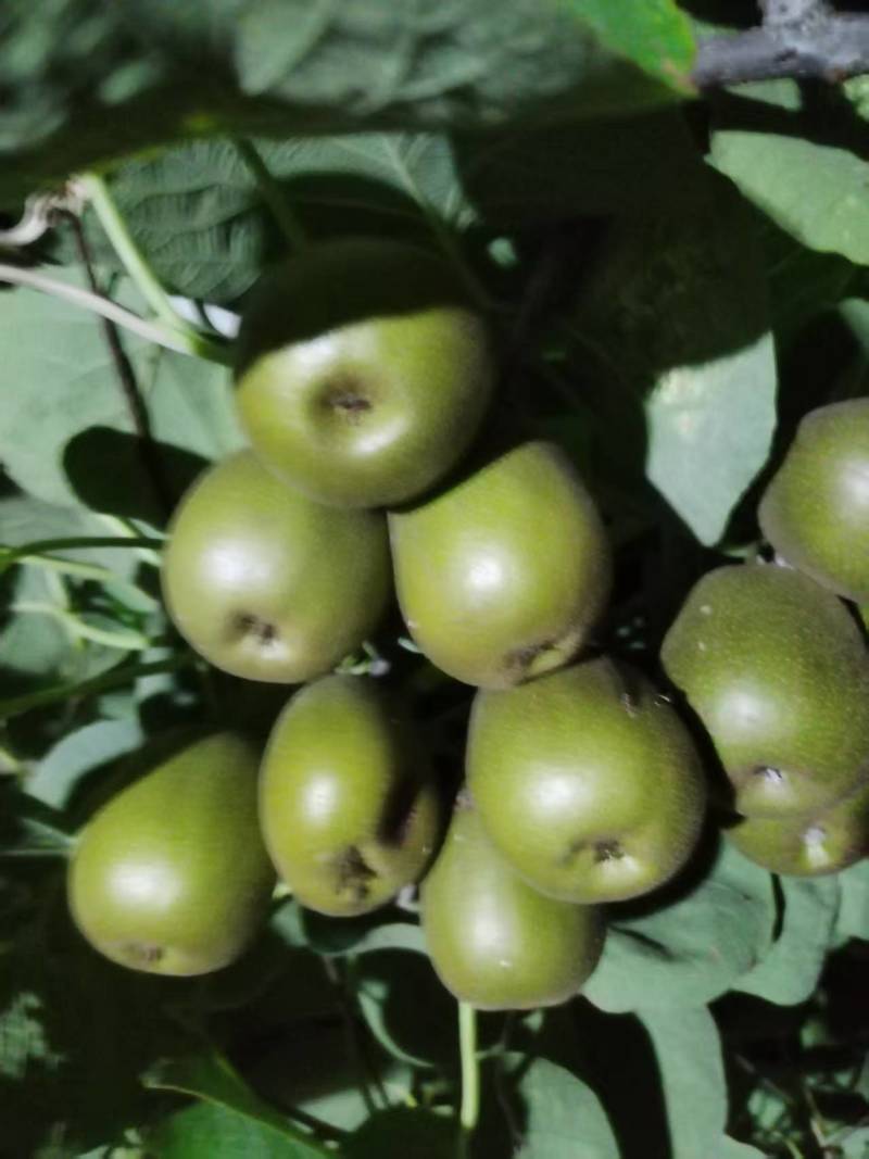 山东绿心猕猴桃新鲜上市价格美丽质量好走货快欢迎询价热卖中