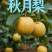 山东秋月梨产地直供冷链运输支持定制包