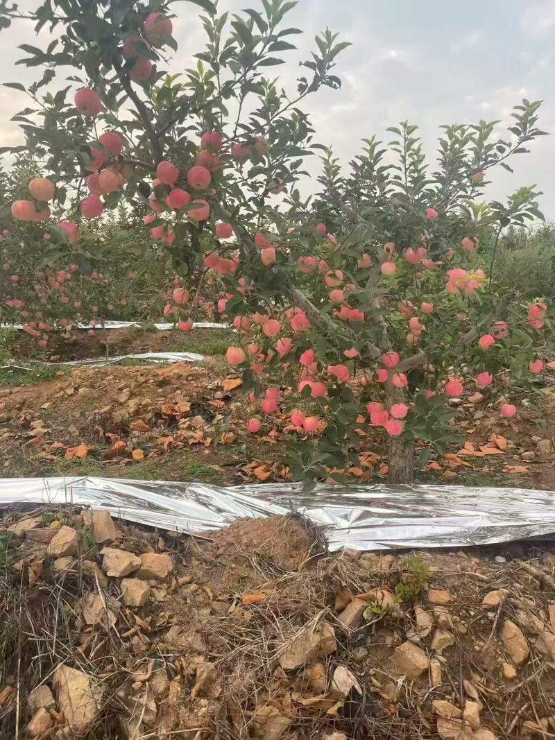 【新鲜直达】辽宁绥中鲁丽苹果新鲜采摘现货批发欢迎咨询