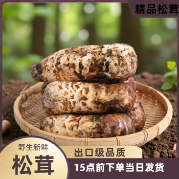 新鲜野生未开伞出口级松茸,厂家包邮直发,大量有货