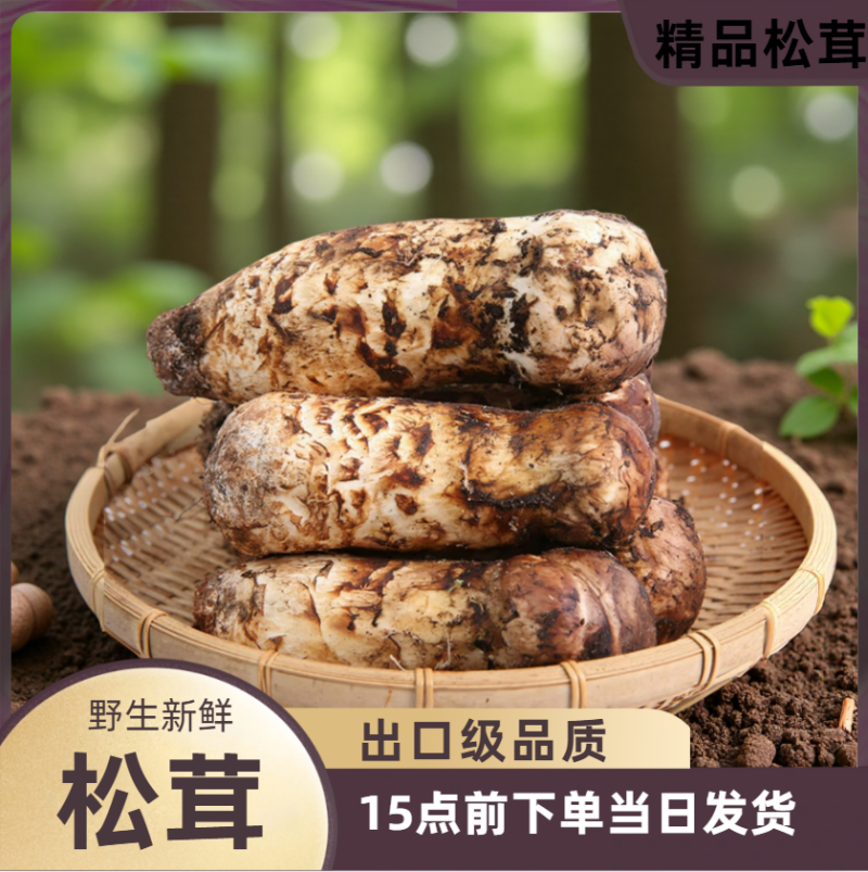 新鲜野生未开伞出口级松茸，厂家包邮直发，大量有货