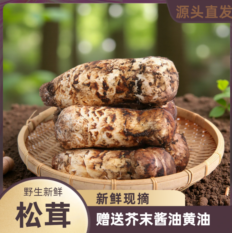 新鲜野生未开伞出口级松茸，厂家包邮直发，大量有货
