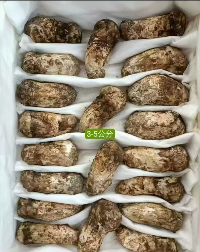 新鲜野生未开伞出口级松茸，厂家包邮直发，大量有货