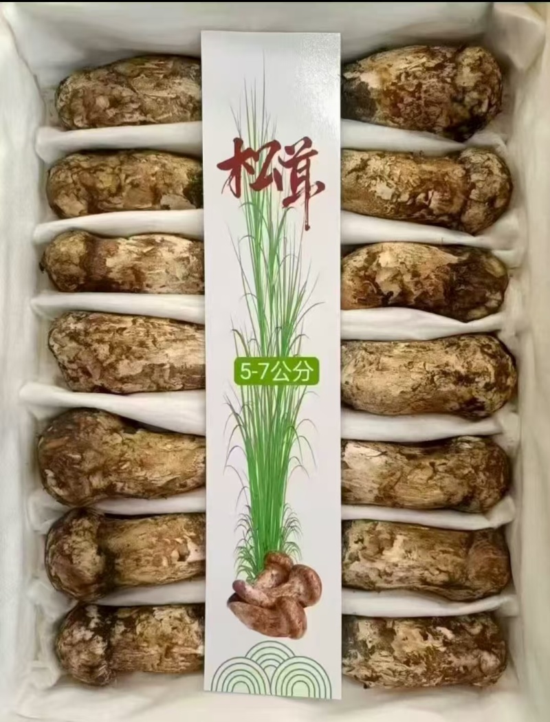 新鲜野生未开伞出口级松茸，厂家包邮直发，大量有货